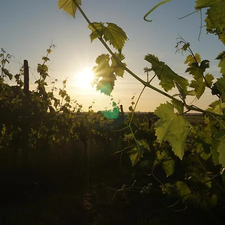 Climatise Avec Jardin Prive Vue Sur Les Vignes Entre Jonzac Et Cognac Διαμέρισμα *
